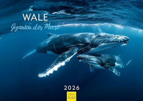Edition Seidel Premium Kalender Wale Giganten der Meere 2026 Format DIN A3 Wandkalender Wal Buckelwal Belugawal Orca Meer Ozean Unterwasser Welt Christian Müringer