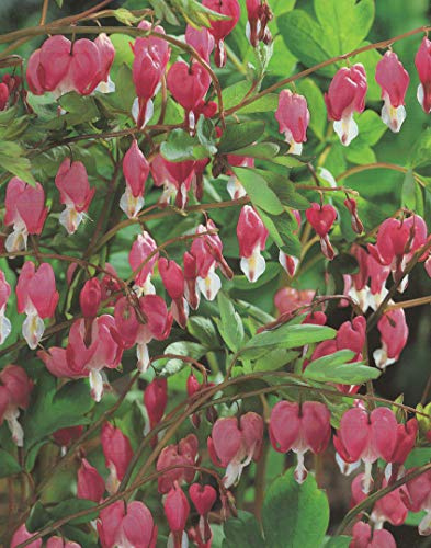 Tränendes Herz in rosa Dicentra Spectabilis1 Wurzelstück Winterhart Staude