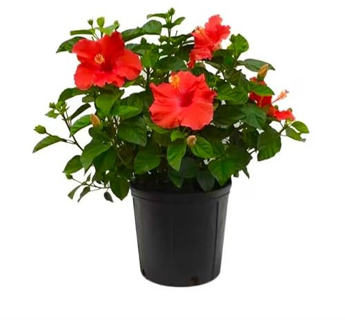 Red Hibiscus Plants Rosa-Sinensis Flower Plant, Hibiscus Live Plant red Blooms - in 13 cm Pot - Indoor Rose Plant