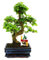 Exotenherz - Bonsai Chinesischer Liguster - Ligustrum sinensis - ca. 8 Jahre