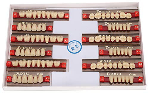 Denti Finti Professionale Firm Bond Ottima Fattura Superficie di Pulizia dei Denti in Resina Sintetica Impeccabile per l'apprendimento del Modello