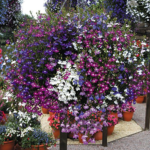 Lobelia Garden Ready Bedding & Hanging Basket Pot Plants for Instant Impact & Colour 1 x Pack of 30 Garden Ready Lobelia Cascade Mixed Plants by Thompson & Morgan
