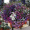 Lobelia Garden Ready Bedding & Hanging Basket Pot Plants for Instant Impact & Colour 1 x Pack of 30 Garden Ready Lobelia Cascade Mixed Plants by Thompson & Morgan