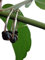✿ 2,5 CM NATUR HOLZ BOHO TRIBAL CREOLEN ✿ Ohrringe im Bali Stil