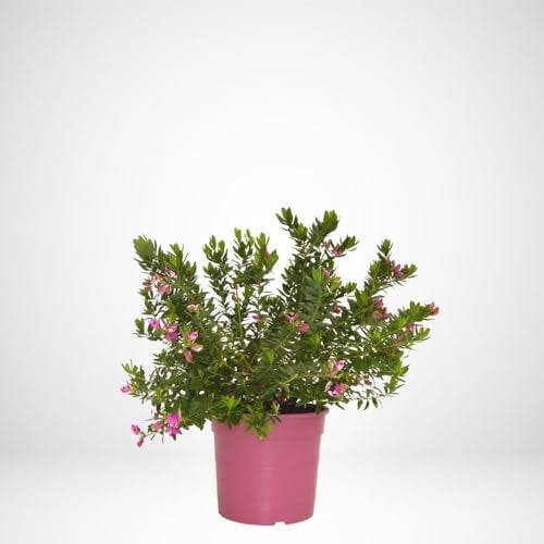 Vivai Lavermicocca Polygala Myrtifolia vaso Ø24 h.60 cm, pianta vera, pianta xl, pianta da esterno, pianta fiorita, pianta resistente