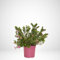 Vivai Lavermicocca Polygala Myrtifolia vaso Ø24 h.60 cm, pianta vera, pianta xl, pianta da esterno, pianta fiorita, pianta resistente