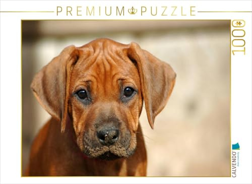 CALVENDO Puzzle EIN Motiv aus dem Kalender Kleine Löwenhunde | 1000 Teile Lege-Größe 64 x 48 cm Foto-Puzzle für glückliche Stunden