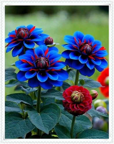 Mysteriöse magische Glühbirne, Winterhart pflanzen, Blumenzwiebel Mix, Luftreinigung, Lebende Pflanzen,Mehrjährige Blumenzwiebel ist winterhart-2 Dahlien knollen