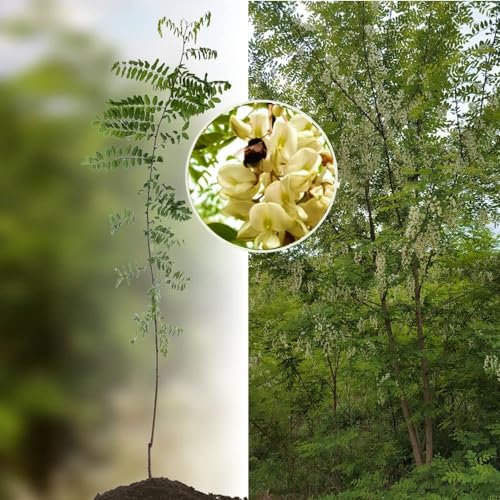 Robinie Baum (Akazie) 'Nyirsegi' bewurzelt 60/100, schnellwüchsig, gefiedert & geradschaftig als Energieholz/Wertholz und Gartenbaum (bot. Robinia pseudoacacia) 20 Stück