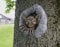 Garden Mile Neuheit Goblin Tree Peeker Gartenornamente Oger Gesicht Harz Outdoor Tree Hugger Wandkunst Wetterfest Wandmontage Statuen und Skulpturen Fee Indoor Outdoor Dekorationen