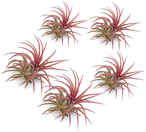 PLANDAIRE - Piante Tillandsia Vera Sospesa Ionantha Rosa - Piante Aeree Vive Colore Rosso Intenso - Pianta Figlia del Vento Pianta Vera Da Interno - Air Plant - Piante da Casa tillandsias Red (5)