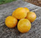 Zwerg-Reneklode `Golden Crimson´, kleinbleibender Obstbaum, ca 100-140cm im 7,5L-Topf