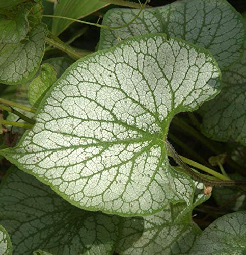 Kaukasus Vergißmeinnicht Jack Frost - großer Topf - Brunnera macrophylla - Gartenpflanze