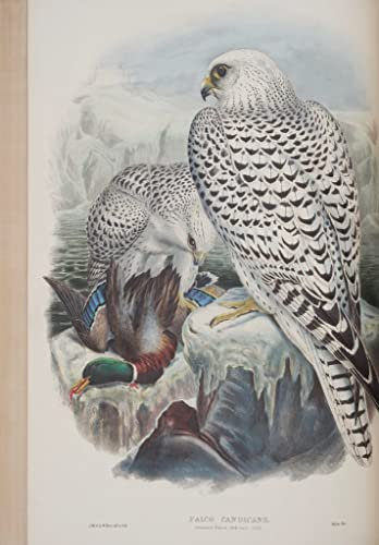 GKAZGQPR Berühmte Gemälde Leinwand Kunstdrucke Ölgemälde auf Leinwand Animal bird falco candicans teller aus den birds of great britain von john gould für Schlafzimmer Home Decor 60x90cm