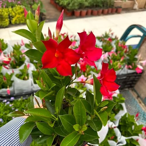 Mandevilla, Dipladenia sanderi, balkonpflanzen winterhart mehrjährig blumensamen balkon herbstblumen 50Samen