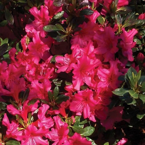 Rhododendron Rose Azalea Bush Seeds (Rhododendron ferrugineum) 50 + Seeds