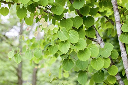 Judasblattbaum Cercidiphyllum japonicum im Topf gewachsen ca. 100cm