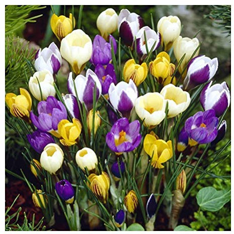 15 x Crocus Species Mixed – Provides Winter Garden Color- Welcome Sight- for a Beautiful Spring Garden