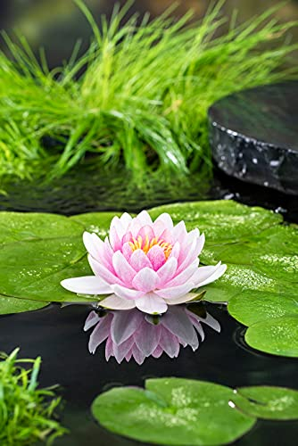 Bloomique - Nymphaea Wilfron Gonnere - Nénuphar - Rose - Plantes de bassin - Plantes aquatiques - Rustique - Hauteur 10-20 cm - Pot 11 cm