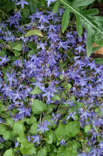 Polsterglockenblume 'Trollkind' im Topf Campanula poscharskyana winterhart