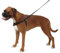 Ancol Harnais pour La Marche Au Pied pour Chien, Taille XL pour Chien