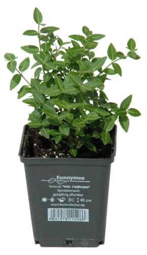 Grüner Spindelstrauch 'Radicans', Topf 9x9 cm, 12 Pflanzen