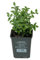 Grüner Spindelstrauch 'Radicans', 12er-Set, 9 cm Ø Topf