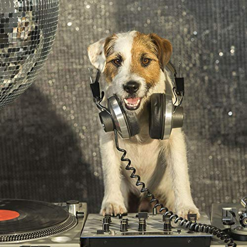 ForWall Fototapete Vlies - Tapete Moderne Wanddeko DJ-Disco-Hund mit Kopfhörer VEL (152,5cm. x 104cm.) AMF10383VEL Wandtapete Design Tapete Wohnzimmer Schlafzimmer