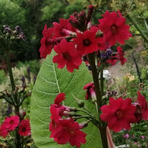 Plant World Seeds - Primula Candelabra Pillar Box Red Seeds (Perennial Flower Seeds)