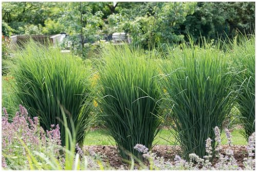 Stauden Gänge 5 x Panicum virgatum 'Cloud Nine' Blaue Riesen Rutenhirse | Blaues Ziergras für Sonne, Blüte August bis Oktober, mehrjährig, 1 L Topf (11x11 cm)