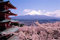 SuperPower® Premium 1000 Pezzi Puzzle di legno Giochi Monte Fuji Fiori di ciliegio Modello Puzzle da Pavimento Giocattoli Cornice per foto per la casa Regali per la decorazione della parete