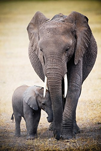empireposter Africa - Elephant and Baby - Poster Plakat Druck - Maxiposter Grösse 61x91,5 cm + 1 Packung Powerstrips® - Inhalt 20 Stück