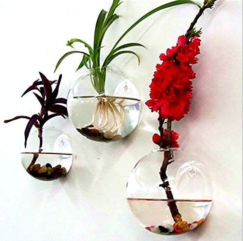 Ecosides Juego de 3 macetas de pared de cristal transparente, maceta de pared,maceta de pared,soporte de plantas de aire, contenedor miniatura de musgo suculento,macetas de interior para sala de estar