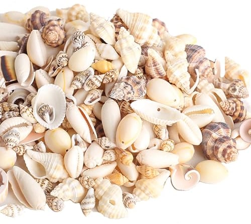 HERZWILD muscheln bastelnmuscheln mit löcher Ideal zum Basteln, für Deko oder zum Schmuckherstellung (mix)