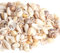 HERZWILD muscheln bastelnmuscheln mit löcher Ideal zum Basteln, für Deko oder zum Schmuckherstellung (mix)