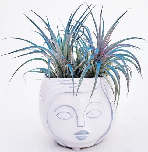 POWERS TO FLOWERS - TILLANDSIA, PIANTE DELL'ARIA, COLOR LIFE BLU, IN VASO CERAMICA SIGNORINA, pianta vera