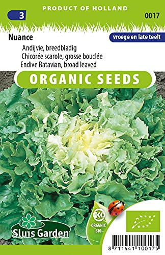 Endive Batavian, Broad leaved Nuance Vegetable Seeds per gram - Forms attractively Compact Heads - 0,4 g - Seeds per gram: +/-250