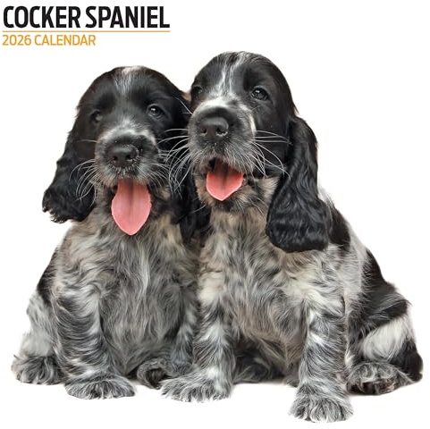 Cocker Spaniel Kalender 2026 Modern