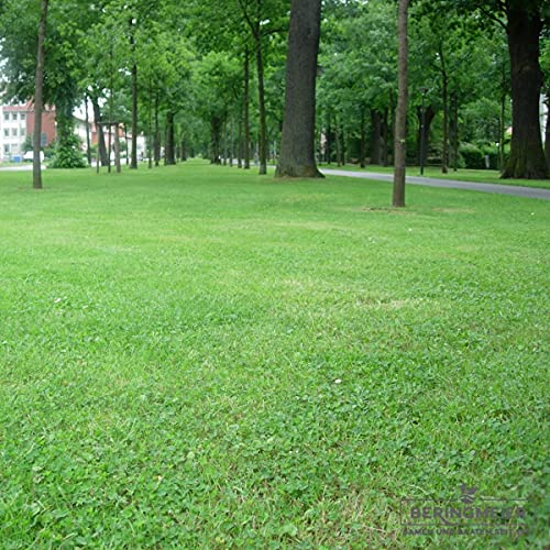 Grassamen Rasensamen Gebrauchsrasen mit 10 % Zwergklee (Microclover) (10 KG)