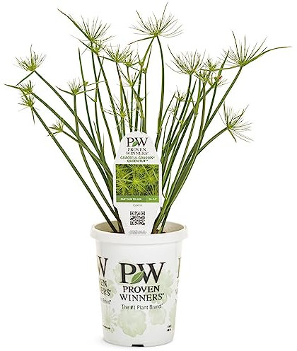 Planta de Papiro Natural - Planta Acuática Resistente para Exteriores