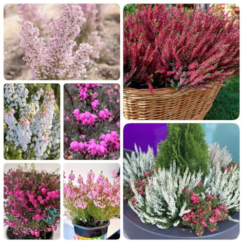 200 piezas Semillas de brezo - Regalo de semillas de flores, plantas de balcón resistentes y perennes erica carnea- regalo de semillas de plantas semillas de hierbas, regalos de Pascua