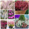 200 piezas Semillas de brezo - Regalo de semillas de flores, plantas de balcón resistentes y perennes erica carnea- regalo de semillas de plantas semillas de hierbas, regalos de Pascua