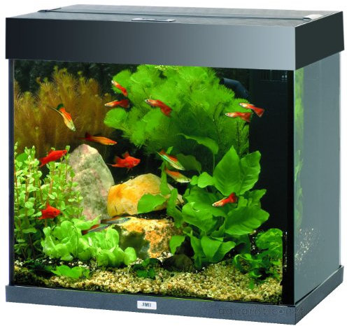 JUWEL Lido 120 Aquarium Noir
