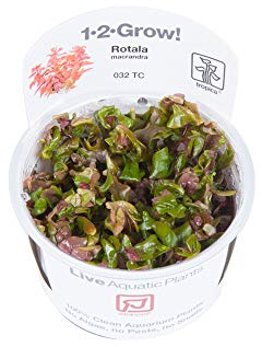 Tropica Rotala macrandra Live Aquarium Plant - In Vitro Tissue Culture 1-2-Grow! by Tropica
