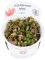 Tropica Rotala macrandra Live Aquarium Plant - In Vitro Tissue Culture 1-2-Grow! by Tropica