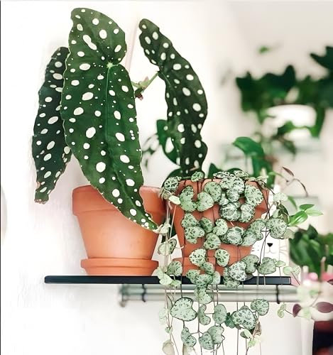 HERDUK Macetas de terracota de 8 pulgadas (paquete de 2), macetas grandes de arcilla para plantas con orificio de drenaje y platillo, maceta de terracota para plantas de interior y exterior