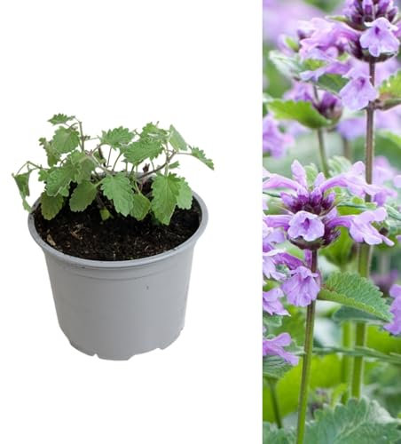 Carbeth Plants - 1 x Catmint Herb Plant in 13cm Pot