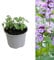 Carbeth Plants - 1 x Catmint Herb Plant in 13cm Pot - Evergreen Nepeta Herbaceous Perennial Garden Ready Shrub - Aromatic Easy to Grow Outdoor Plant - Ideal for Growing in Beds, Borders and Pots