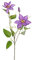 kunstpflanzen-discount.com Künstliche Waldreben Clematis 76cm hoch lila mit 2 Blüten und 1 Knospe - Klematisrebe Hahnenfußrebe Kunstblume