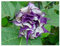 Datura metel purple - trompeta de ángel - 15 semillas